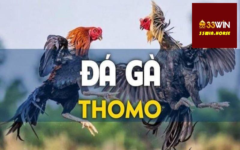 Một số kinh nghiệm chơi đá gà Thomo