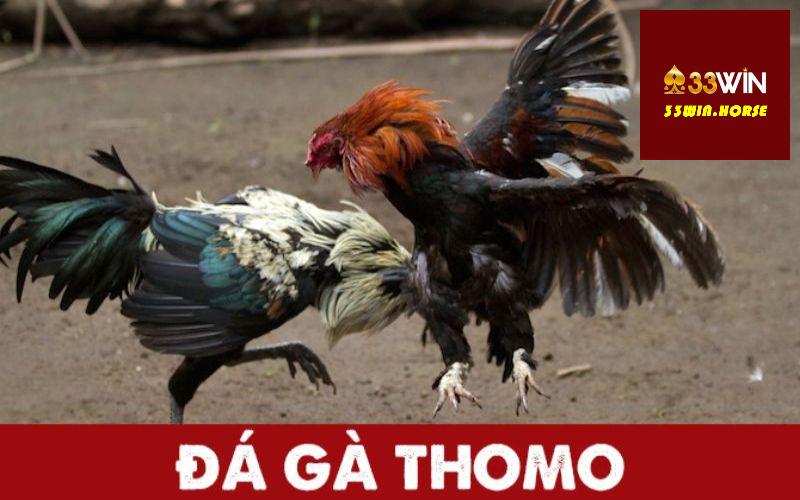 Sơ lược về chuyên mục đá gà Thomo